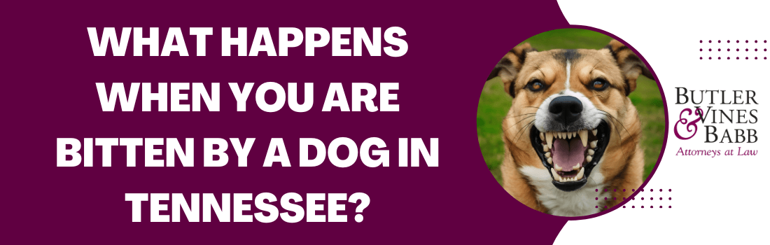 What Happens When You Are Bitten By a Dog in Tennessee?